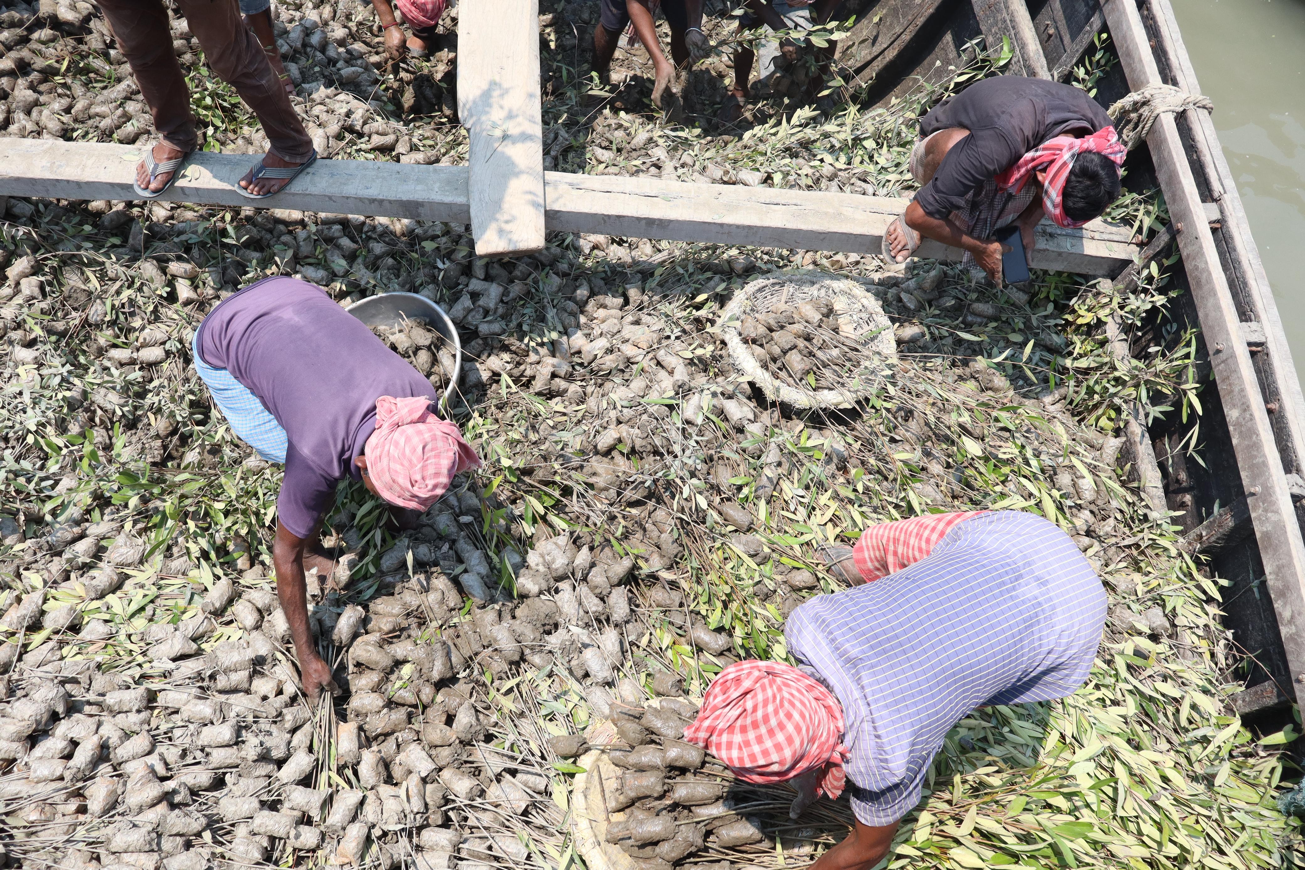 Mud-rooted mangrove seedlings stacked on a wooden boat, ready for transport to planting sites