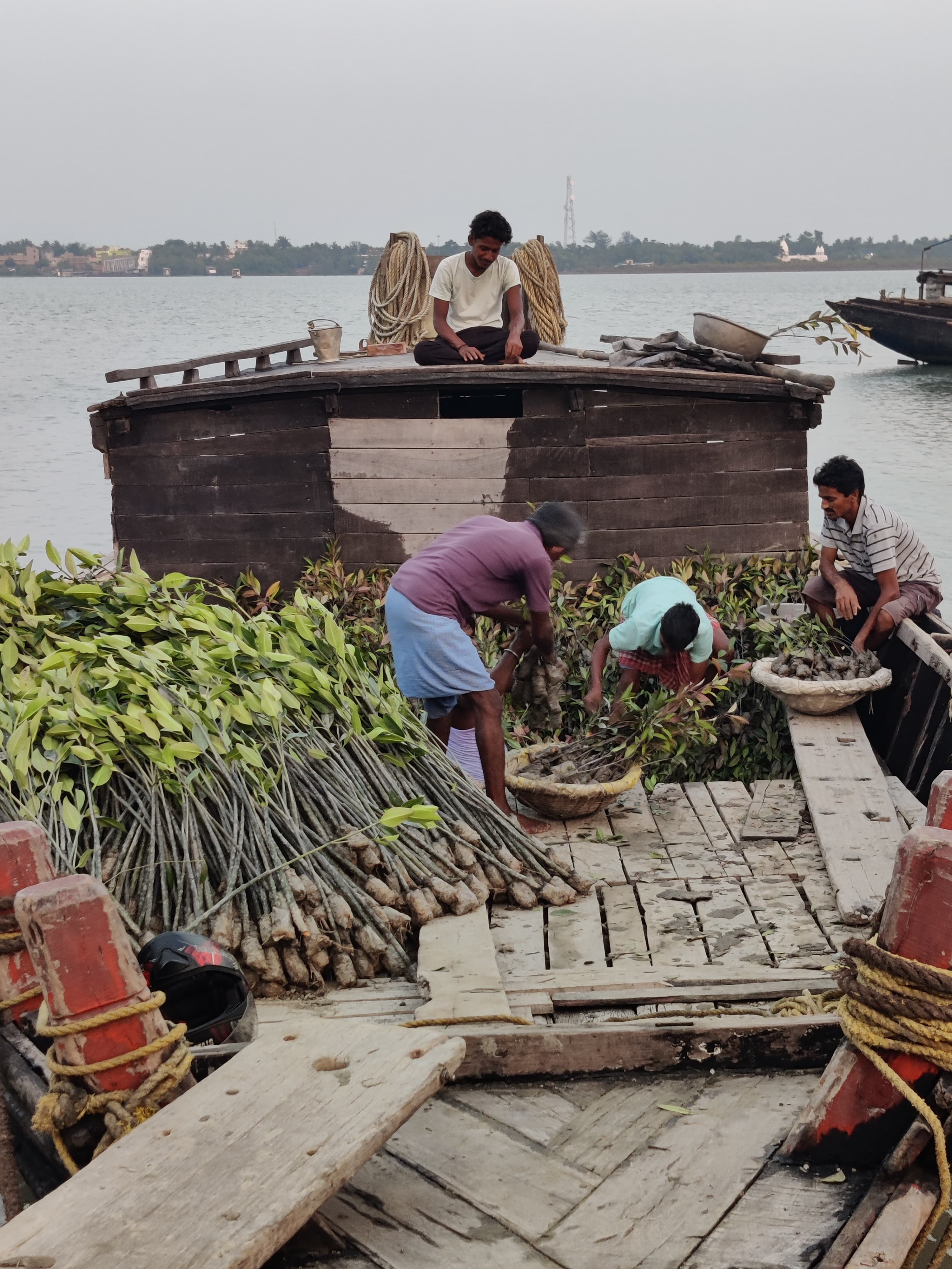 Mangrove saplings being loaded for coastal restoration supply