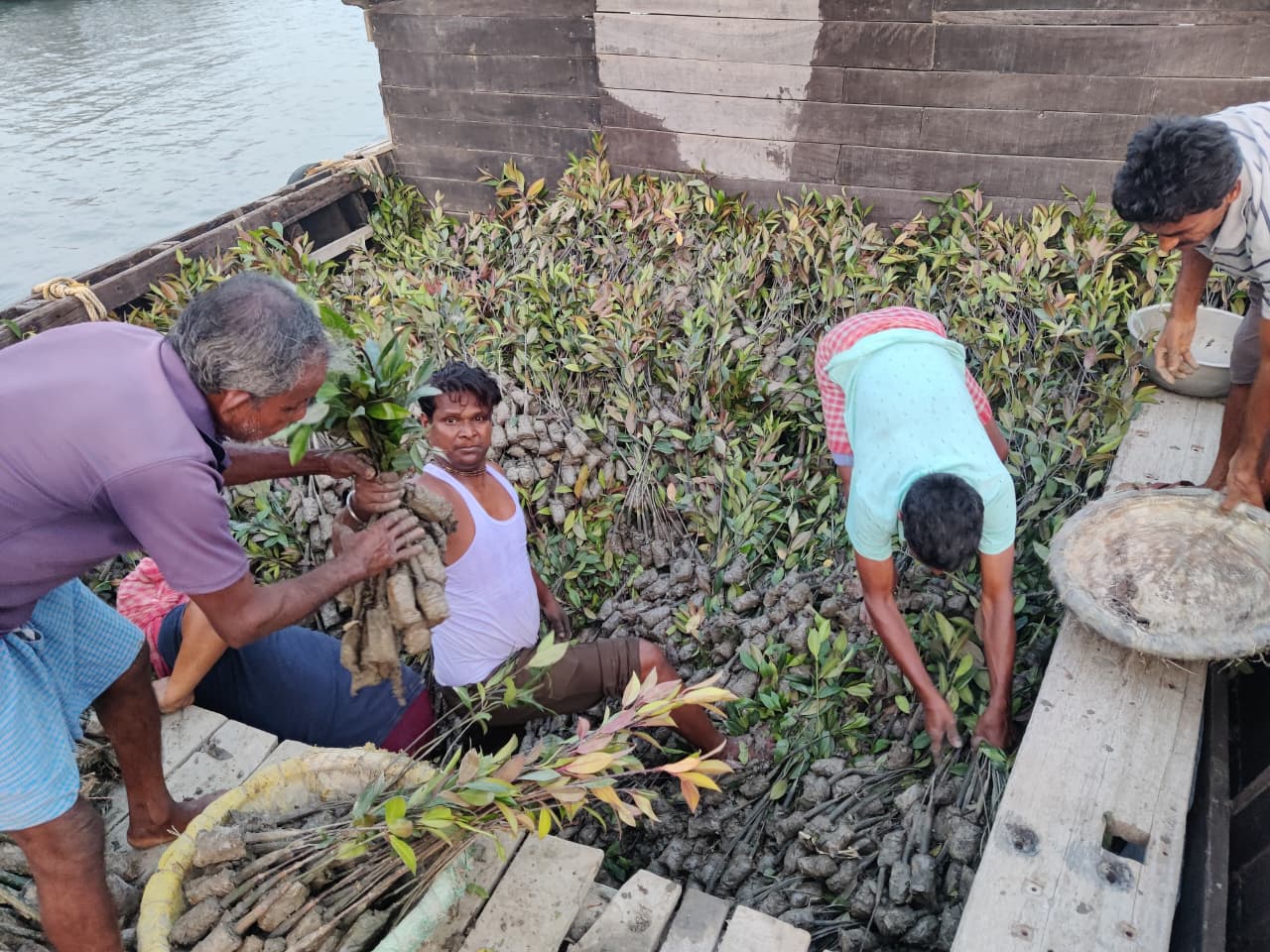 Crew organizing bundled mangrove seedlings on a wooden boat before planting