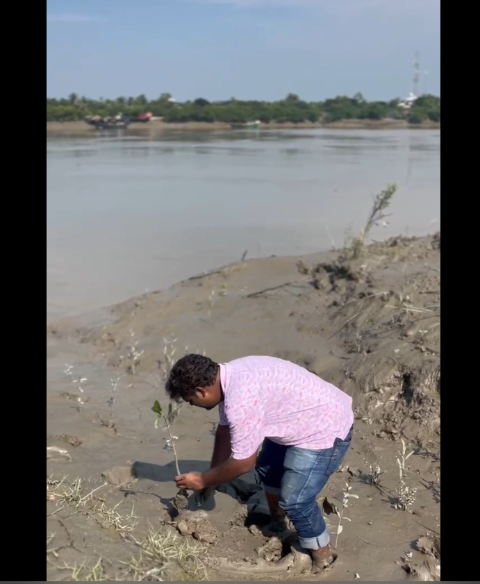 Field worker planting a young mangrove sapling into the Sundarbans mudflat