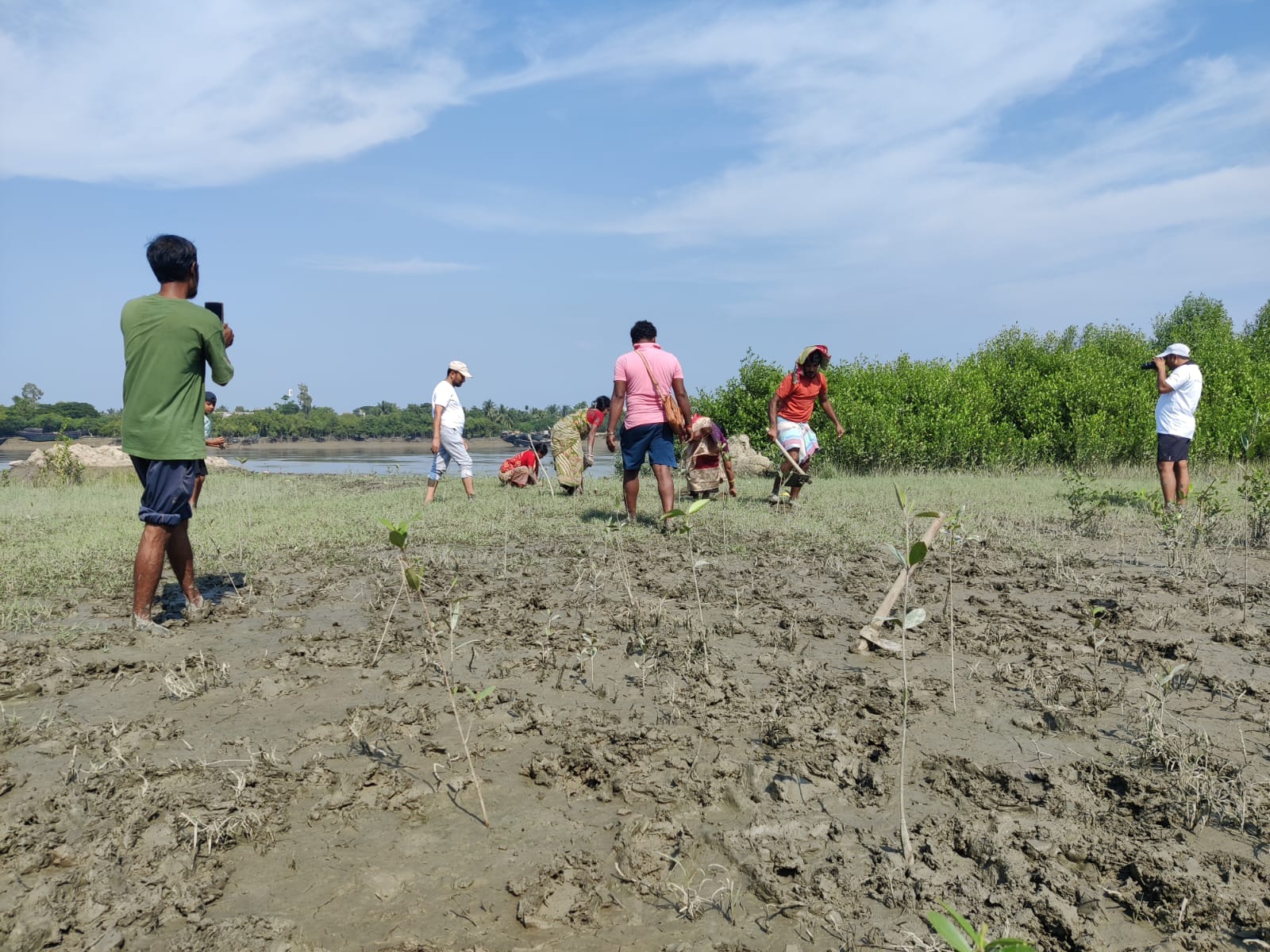Community members planting mangrove saplings across a Sundarbans mudflat restoration site