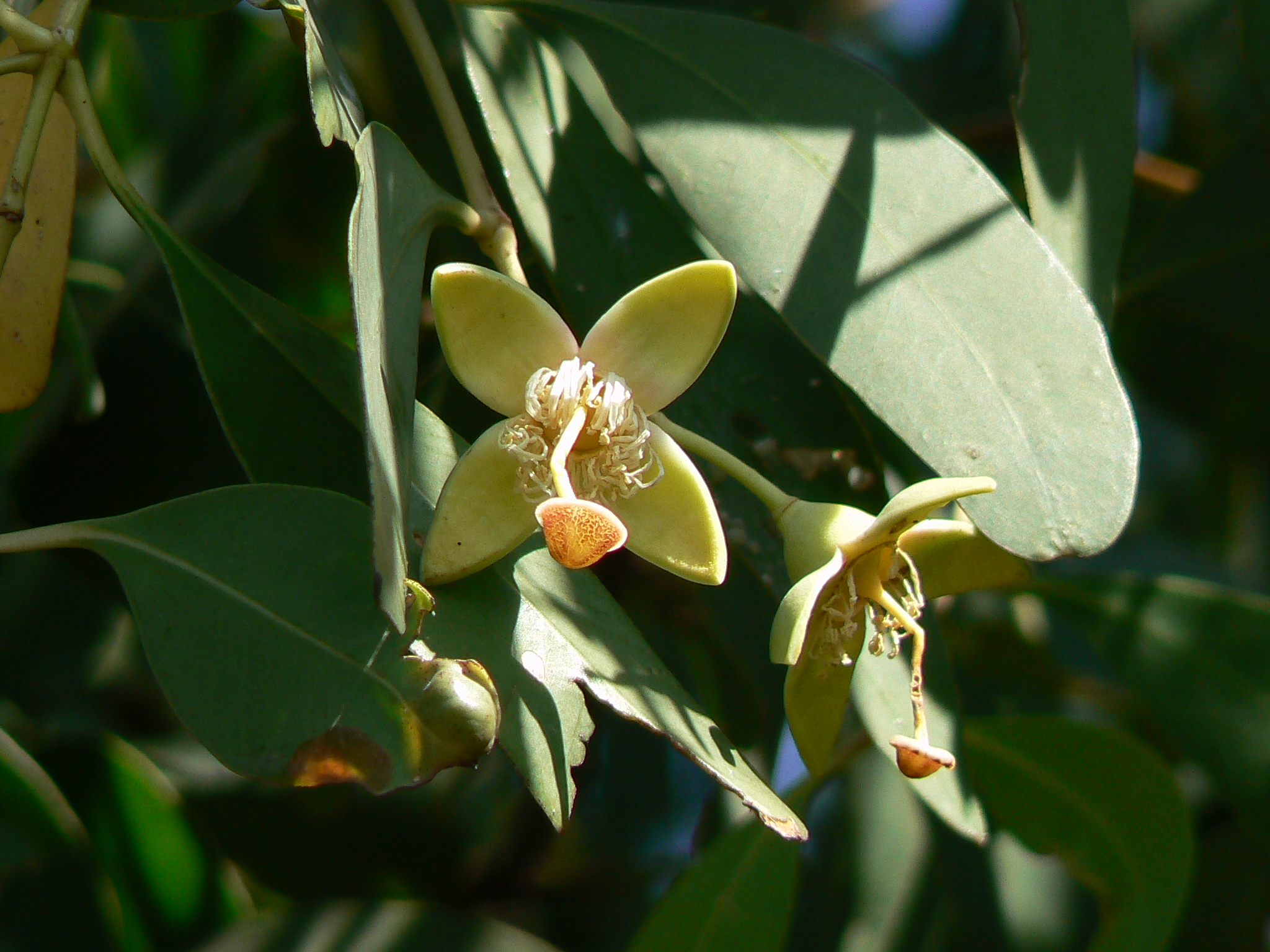 Tak Keora (Sonneratia apetala) flower detail