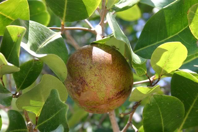 Pashur fruit of Xylocarpus mekongensis on the tree