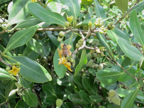 Jatt Bain (Avicennia officinalis) flowering branch with pollinator — field photo