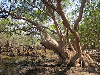 Bain mangrove saplings ready for plantation