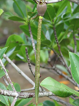 Garjan mangrove sapling ready for coastal restoration planting