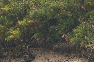 Hental mangrove saplings prepared for coastal greening