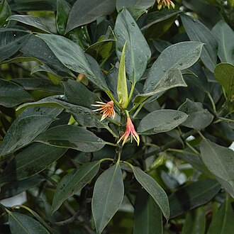Kakda mangrove saplings bundled for supply