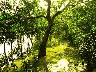 Sundari mangrove saplings at a restoration nursery