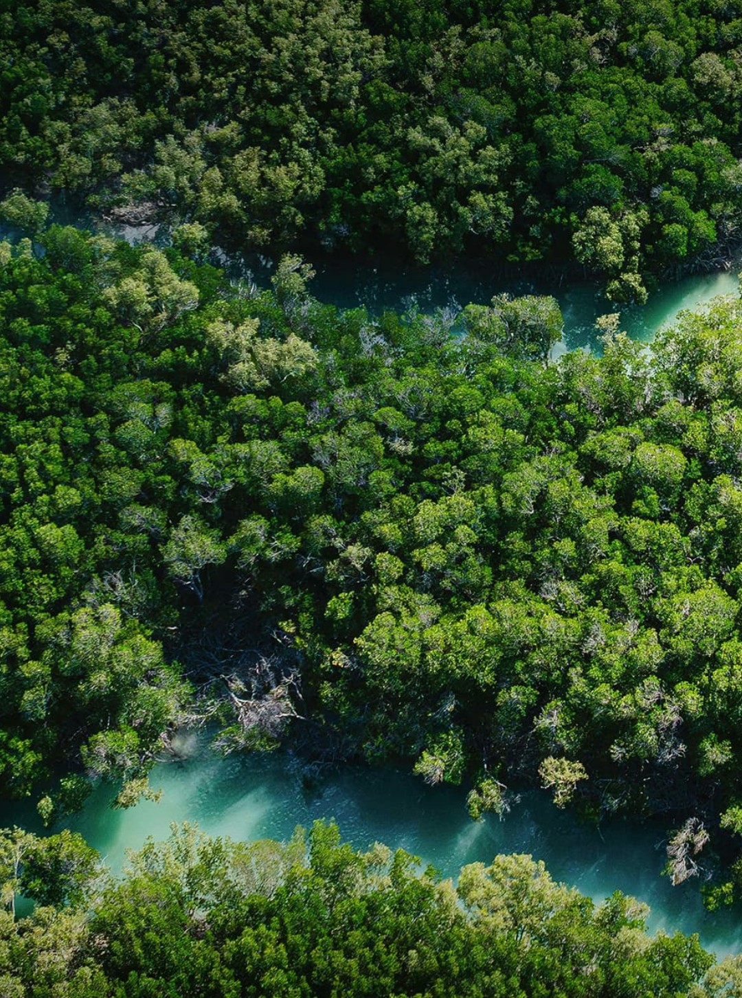 Aerial view of mangrove forest and tidal channels — Backyard Botanist coastal restoration