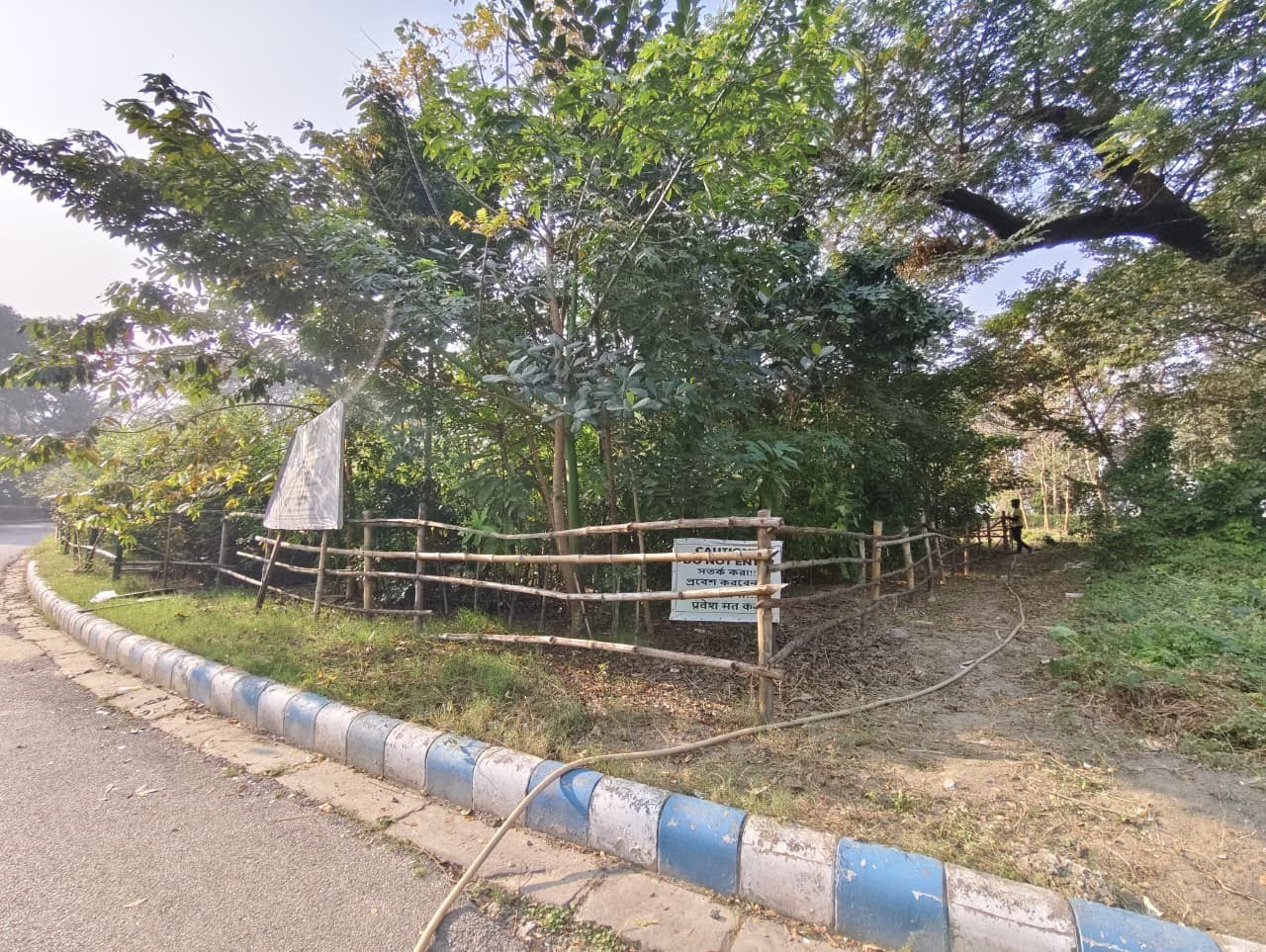Dense native Miyawaki style forest planting at a Backyard Botanist site